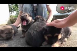 cutest puppies lived in countryside of china