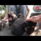 cutest puppies lived in countryside of china