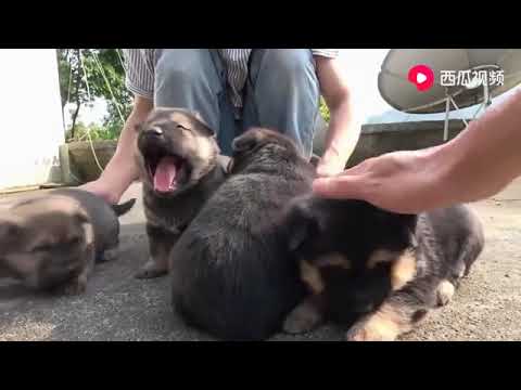 cutest puppies lived in countryside of china