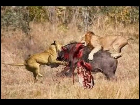 filmmaking documentary,lion, tiger, anaconda, deer, Crocodile;, Animal Fights, Most Amazing Wild Ani