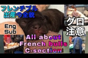 french bull C-section cutest puppiesマレーシア移住フレンチブル夜間緊急出産全貌 可愛すぎる仔犬