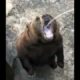 funny fight animals