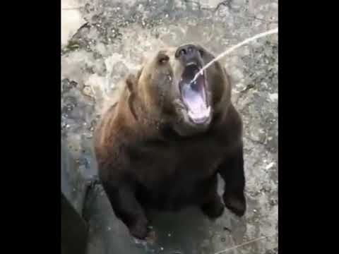 funny fight animals