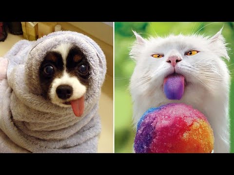 laugh HARD with best funny animals compilation #2