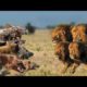 lion vs hyena real fight!!!animal fight!!