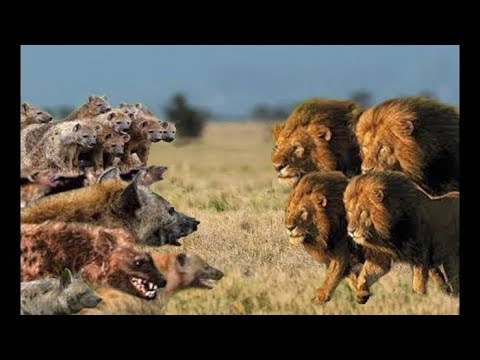 lion vs hyena real fight!!!animal fight!!