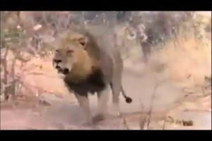 lion vs hyena, territory fight, wild animal attack