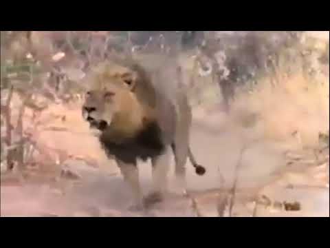 lion vs hyena, territory fight, wild animal attack