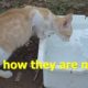 little kittens those was rescued (kitten videos)
