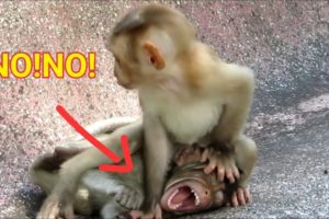monkey baby playing and watch small baby breast feed/popular daily