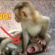 monkey baby playing and watch small baby breast feed/popular daily