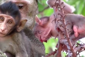 monkey eat mangoes watch group monkey play on the tree/family sika/popular daily