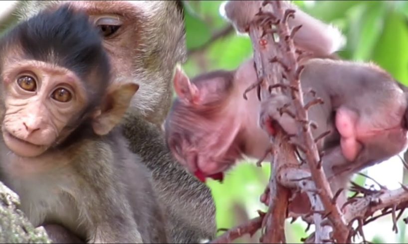 monkey eat mangoes watch group monkey play on the tree/family sika/popular daily