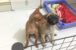 pug dog cute | # 15 nui and bun  | beautiful puppies   | Cute dogs clips 2020