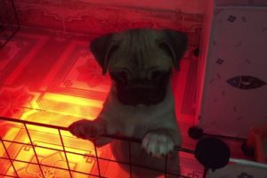 pug dog cute | #pug cute | beautiful puppies | Cute dogs clips 2020