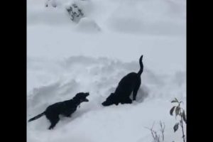 "Dogs Playing in Snow Compilation", Lethbridge, Alberta, Canada, October 2019