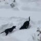 "Dogs Playing in Snow Compilation", Lethbridge, Alberta, Canada, October 2019