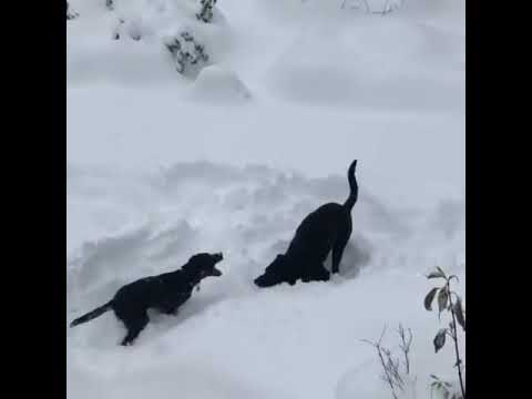 "Dogs Playing in Snow Compilation", Lethbridge, Alberta, Canada, October 2019