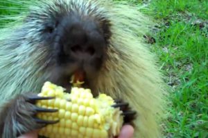 "Teddy Bear," the porcupine, doesn't like to share...
