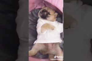 the funniest and cutest puppies
