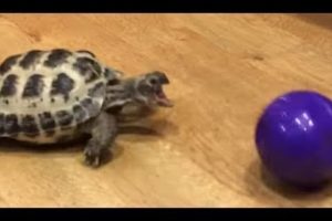 ЖИВОТНЫЕ ИГРАЮТ в МЯЧ - Amazing Animals Play with Ball