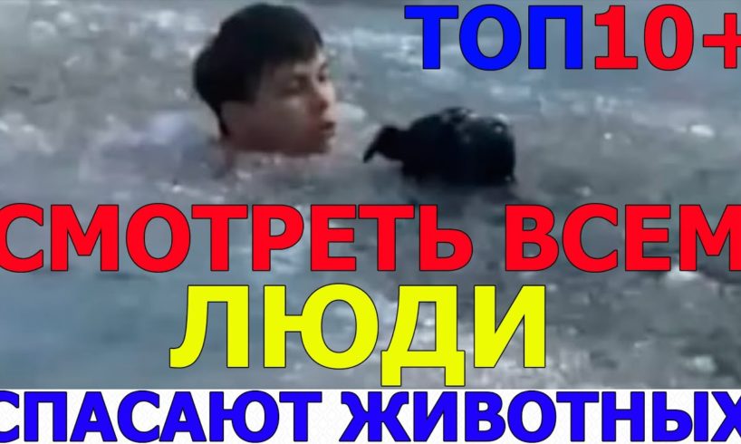 ЛЮДИ СПАСАЮТ ЖИВОТНЫХ (ТРОГАТЕЛЬНО ДО СЛЕЗ) People rescued animals)
