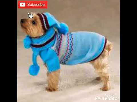 كلاب بأجمل الملابس،cute puppies with clothes, cute dogs