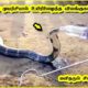 மரணத்திலிருந்து மனிதர்களால் காப்பாற்றப்பட்ட 5 உயிரினங்கள் | Amazing 5 Animal Rescues