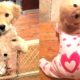 ♥Cute Puppies Doing Funny Things 2019♥ #1 Cutest Dogs