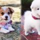 ♥Cute Puppies Doing Funny Things 2019♥ #18  Cutest Dogs