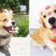 ♥Cute Puppies Doing Funny Things 2019♥ #20  Cutest Dogs