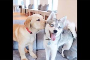 ♥Cute Puppies Doing Funny Things 2019♥ #7 Cutest Dogs
