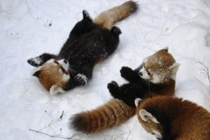 レッサーパンダジャンプ！！ ~Red Panda Jump！