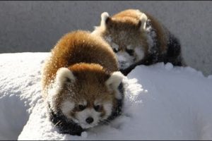 雪で遊ぶレッサーパンダ〜Red Panda playing in the snow