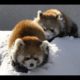 雪で遊ぶレッサーパンダ〜Red Panda playing in the snow