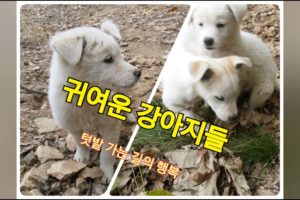 귀여운 강아지들 / Cute puppies / 도시 텃밭 농부