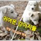 귀여운 강아지들 / Cute puppies / 도시 텃밭 농부