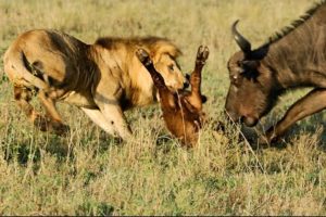 10 CRAZIEST Animal Fights Caught On Camera | Top 10 Lion vs Buffalo | AMAZING WILD ANIMAL ATTACKS
