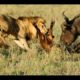 10 CRAZIEST Animal Fights Caught On Camera | Top 10 Lion vs Buffalo | AMAZING WILD ANIMAL ATTACKS