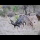 10 Incredible Wild Animal Dangerous  Fight Caught on Camera