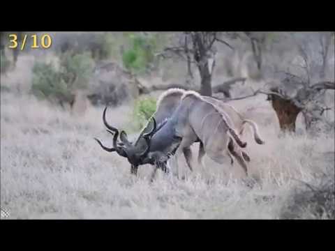 10 Incredible Wild Animal Dangerous  Fight Caught on Camera