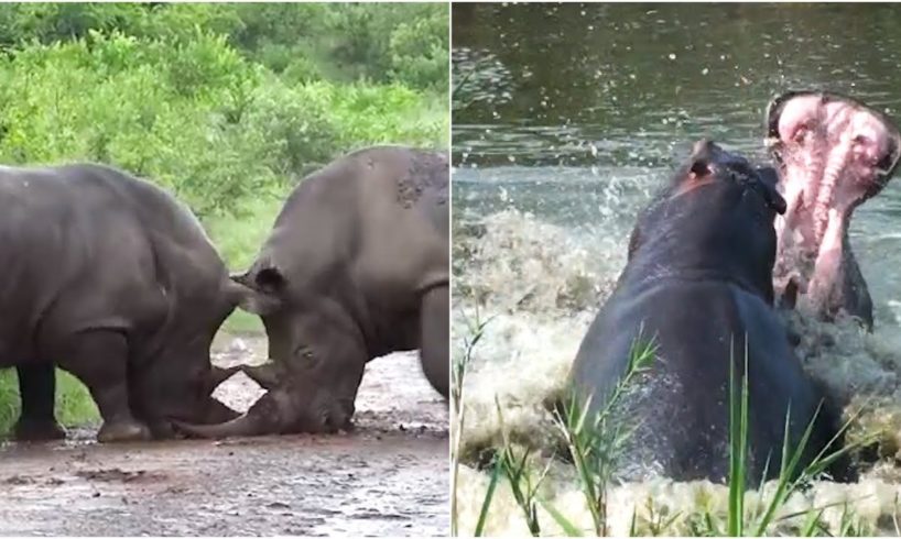 10 Incredible Wild Animal Fights Caught On Camera