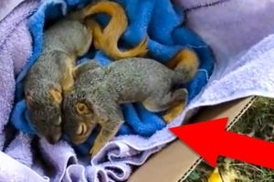 ? 10 most touching and exciting animal rescues ?️?