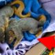 ? 10 most touching and exciting animal rescues ?️?