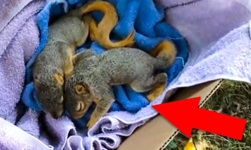 ? 10 most touching and exciting animal rescues ?️?