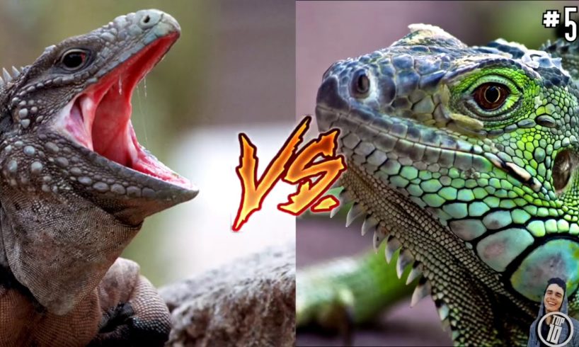 14 Craziest animal fights caught on camera.