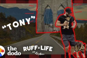 148-Pound German Shepherd Loses Over 40 Pounds | Ruff Life With Lee Asher