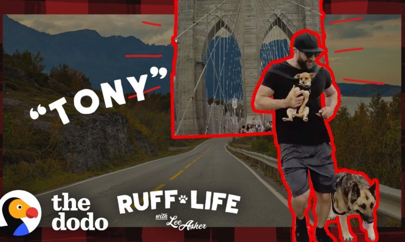 148-Pound German Shepherd Loses Over 40 Pounds | Ruff Life With Lee Asher