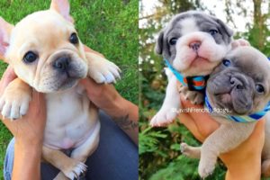 FRENCH BULLDOG PUPPIES | Funny and Cute French Bulldog Puppies Compilation # 14 | Cute pets