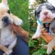 FRENCH BULLDOG PUPPIES | Funny and Cute French Bulldog Puppies Compilation # 14 | Cute pets